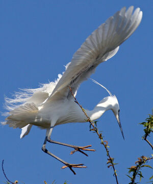 Aigrette garzette 
&copy; Yves Thonnerieux