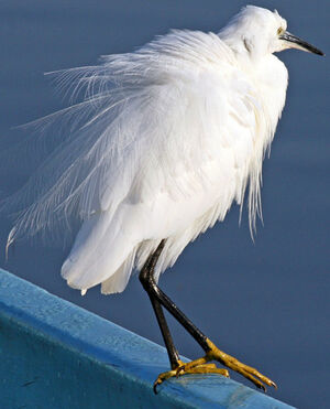 Aigrette garzette 
&copy; Yves Thonnerieux