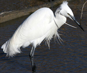 Aigrette garzette 
&copy; Yves Thonnerieux