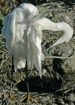 Aigrette garzette 
&copy; Yves Thonnerieux