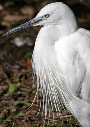 Aigrette garzette 
&copy; Yves Thonnerieux
