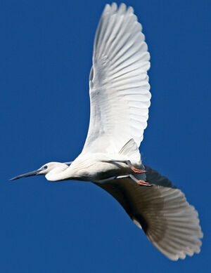 Aigrette garzette 
&copy; Yves Thonnerieux