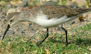 Curlew Sandpiper 
&copy; Yves Thonnerieux
