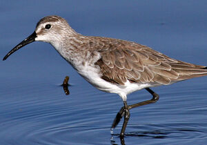 Curlew Sandpiper 
&copy; Yves Thonnerieux