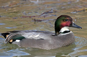 Canard � faucilles