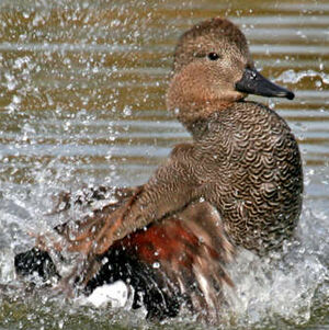 Canard chipeau