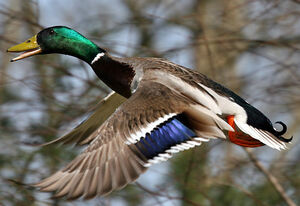 Mallard 
&copy; Yves Thonnerieux