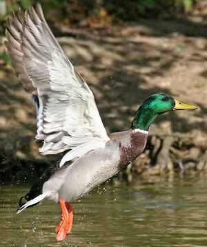 Canard colvert