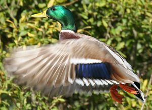 Canard colvert