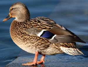 Mallard 
&copy; Yves Thonnerieux