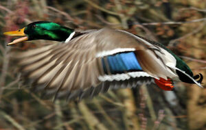 Canard colvert