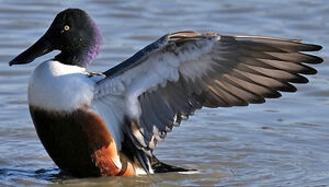 Northern Shoveler 
&copy; Yves Thonnerieux