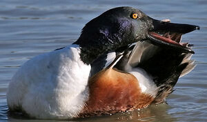 Northern Shoveler 
&copy; Yves Thonnerieux