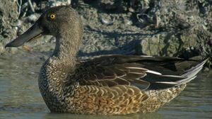 Northern Shoveler 
&copy; Yves Thonnerieux