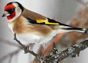 European Goldfinch 
&copy; Yves Thonnerieux