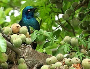 Choucador � oreillons bleus