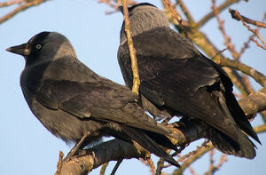 Western Jackdaw