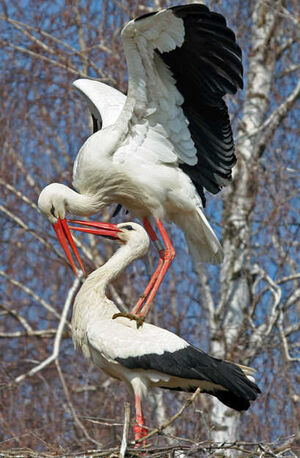 Cigogne blanche 
&copy; Yves Thonnerieux