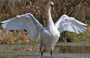 Cygne tubercul�