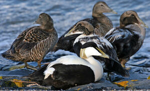 Eider à duvet