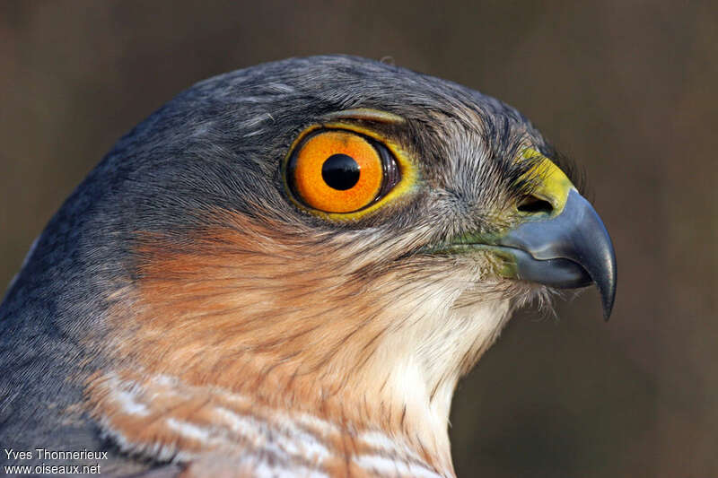 Eurasian Sparrowhawk male adult, close-up portrait