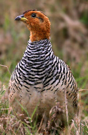 Coqui Francolin