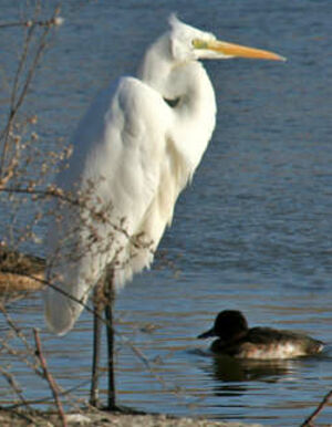 Great Egret