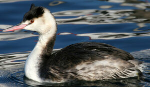 Great Crested Grebe 
&copy; Yves Thonnerieux