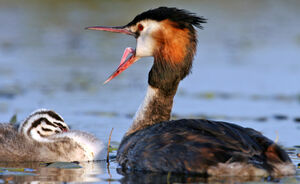 Great Crested Grebe 
&copy; Yves Thonnerieux