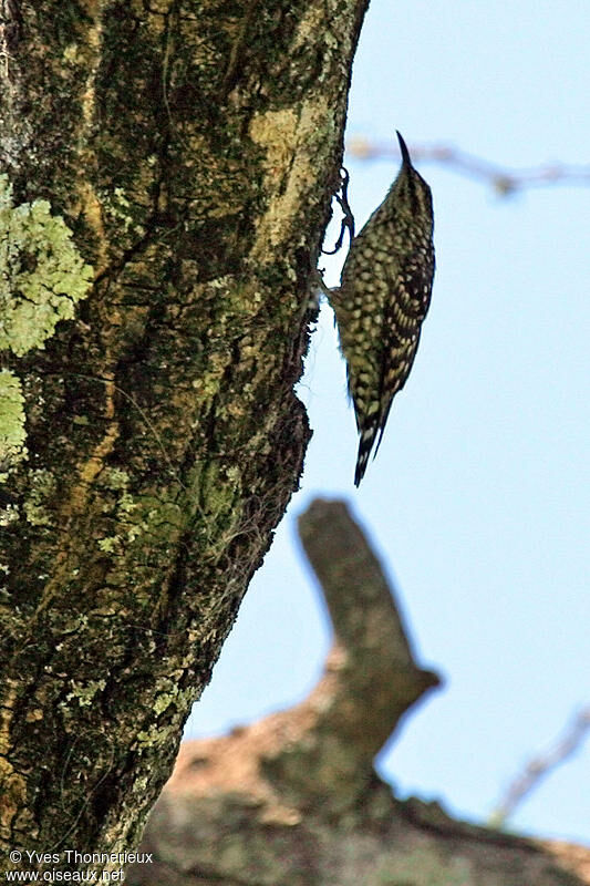 Indian Spotted Creeper