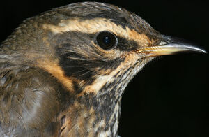 Redwing 
&copy; Yves Thonnerieux