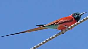 Northern Carmine Bee-eater