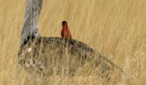 Northern Carmine Bee-eater