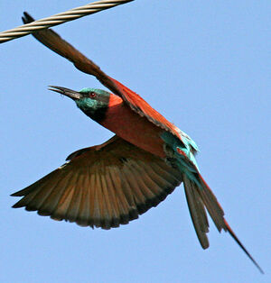 Northern Carmine Bee-eater