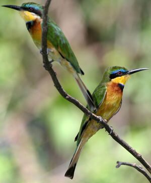 Little Bee-eater