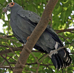 African Harrier-Hawk