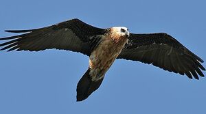 Bearded Vulture