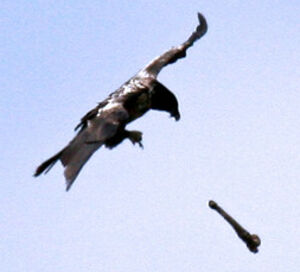 Bearded Vulture