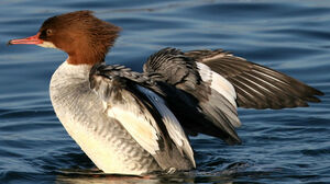 Common Merganser 
&copy; Yves Thonnerieux