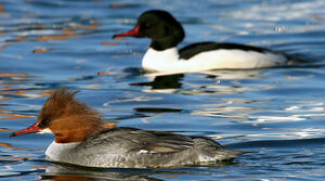 Common Merganser 
&copy; Yves Thonnerieux
