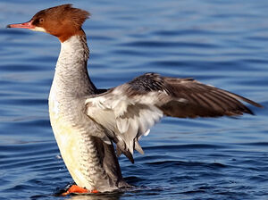 Common Merganser 
&copy; Yves Thonnerieux