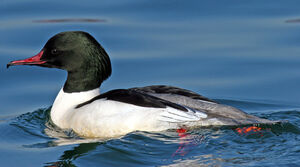 Common Merganser 
&copy; Yves Thonnerieux