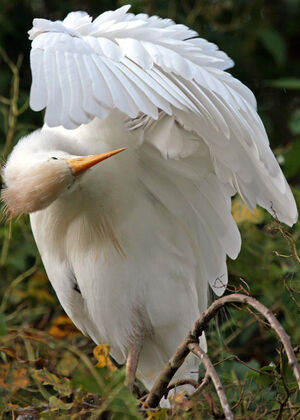 Western Cattle Egret 
&copy; Yves Thonnerieux