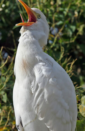 Western Cattle Egret 
&copy; Yves Thonnerieux