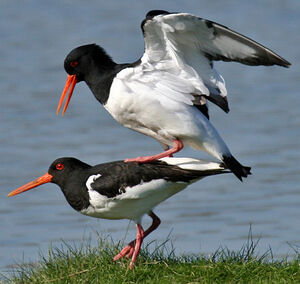 Eurasian Oystercatcher 
&copy; Yves Thonnerieux