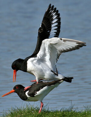 Eurasian Oystercatcher 
&copy; Yves Thonnerieux