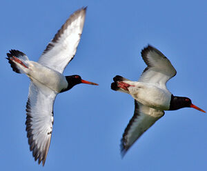 Eurasian Oystercatcher 
&copy; Yves Thonnerieux