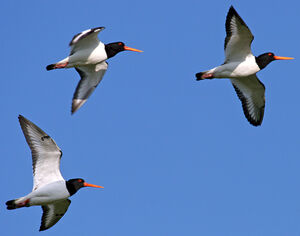 Eurasian Oystercatcher 
&copy; Yves Thonnerieux