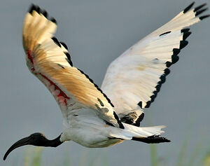 Ibis sacré
