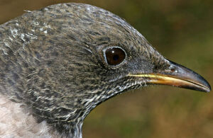 Ring Ouzel 
&copy; Yves Thonnerieux